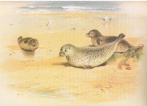 Gewone zeehond, uit Thorburns Zoogdieren gepubliceerd door Longmans and Co, ca. 1920 door Archibald Thorburn