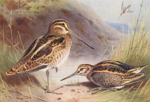 Watersnip, Bokje door Archibald Thorburn