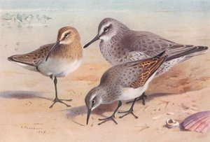 Krombekstrandloper (onvolwassen, herfst), Kanoet (winter), Bonte Strandloper (winter) door Archibald Thorburn