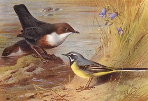 Waterspreeuw, Grijze Kwikstaart (kleur litho)