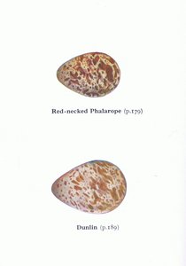Eieren: Grauwe Franjepoot en Bonte Strandloper, uit Birds of the British Isles and Their Eggs gepubliceerd door Frederick Warne & Co Ltd, 1958 door Archibald Thorburn