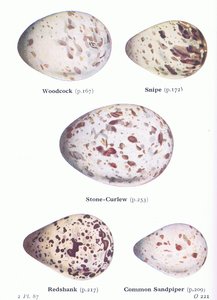 Eieren: Houtsnip; Watersnip, Griel, Tureluur, Oeverloper, uit Birds of the British Isles and Their Eggs gepubliceerd door Frederick Warne & Co Ltd, 1958 door Archibald Thorburn