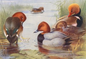 Witoogeend (mannetje en vrouwtje), Tafeleend (mannetje en vrouwtje), Krooneend door Archibald Thorburn
