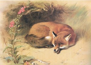 Vos met vingerhoedskruid, uit Thorburns Zoogdieren gepubliceerd door Longmans and Co, ca. 1920