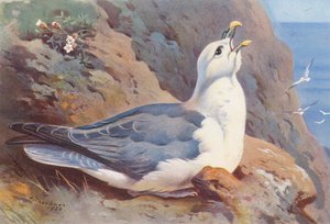 Noordse stormvogel
