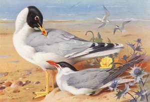 Grote zwartkopmeeuw, Kaspische stern door Archibald Thorburn