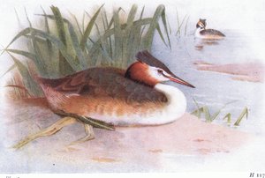 Fuut door Archibald Thorburn