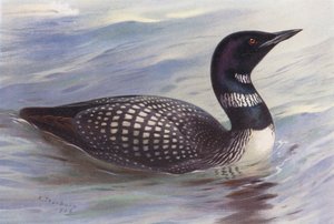 IJsduiker