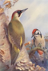 Groene Specht, Grote Bonte Specht (onvolwassen) door Archibald Thorburn
