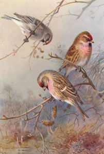 Groenlandse Barmsijs, Kleine Barmsijs, Grote Barmsijs