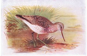 Groenpootruiter, uit Birds of the British Isles and Their Eggs gepubliceerd door Frederick Warne & Co Ltd, 1958 door Archibald Thorburn