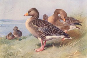 Grijze Gans