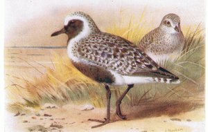 Zilverplevier, uit Birds of the British Isles and Their Eggs gepubliceerd door Frederick Warne & Co Ltd, 1958