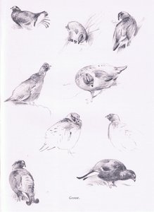 Korhoenders