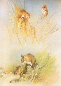Oogstmuis en bosmuis, uit Thorburns Zoogdieren gepubliceerd door Longmans and Co, ca. 1920