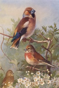 Appelvink, Kneu (mannetje en vrouwtje) door Archibald Thorburn