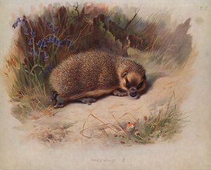 Egel