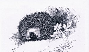 Egel, Natuur in Groot-Brittannië uitgegeven door Collins, 1946