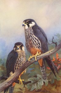 Boomvalk (mannetje en vrouwtje) door Archibald Thorburn