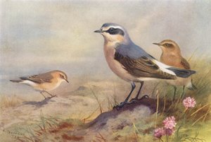 Izabeltapuit, Tapuit (mannetje en vrouwtje)