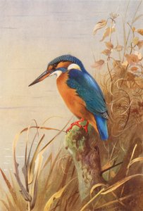 IJsvogel door Archibald Thorburn