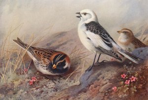 IJsgors, Sneeuwgors (zomer) (mannetje en vrouwtje)