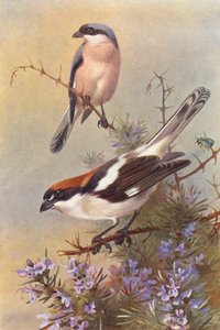 Kleine Klapekster, Roodkopklauwier door Archibald Thorburn
