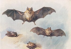Kleine hoefijzerneus en grote hoefijzerneus, uit Thorburns Zoogdieren gepubliceerd door Longmans and Co, ca. 1920