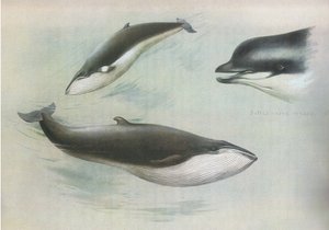 Dwergvinvis en noordse vinvis, uit Thorburns Zoogdieren gepubliceerd door Longmans and Co, ca. 1920