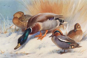 Wilde eend (mannetje en vrouwtje), wintertaling (mannetje en vrouwtje) door Archibald Thorburn
