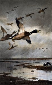 Wilde eenden in vlucht