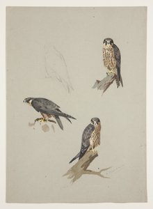 Merlin mannetje, c.1915 door Archibald Thorburn
