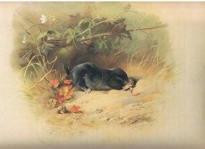 Mol met worm, uit Thorburns Zoogdieren gepubliceerd door Longmans en Co, ca. 1920
