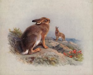 Bergkonijn (herfst), Iers konijn