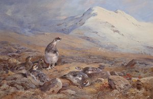 Op het Sneeuwhoenveld door Archibald Thorburn