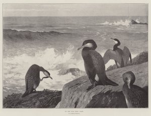 Aan de wilde westkust door Archibald Thorburn