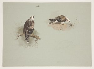 Bleke wespendief, c.1915 door Archibald Thorburn