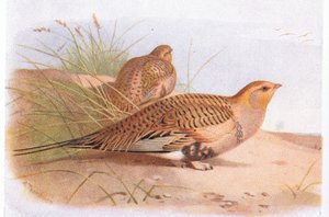 Pallass Zandhoen, uit Birds of the British Isles and Their Eggs gepubliceerd door Frederick Warne & Co Ltd, 1958