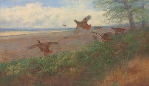 Patrijzen in vlucht