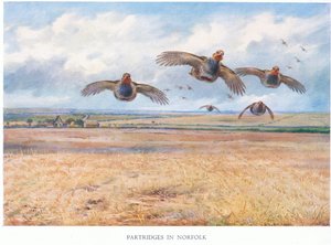 Patrijzen in Norfolk