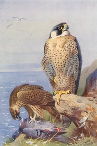 Slechtvalk door Archibald Thorburn
