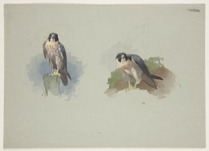 Slechtvalk mannetje, c.1915