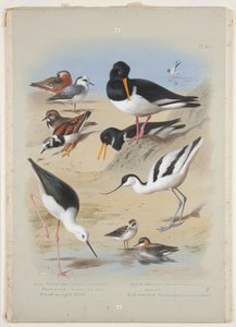 Roodhalsfuten, scholekster, kluut, steenloper en steltkluut, ca. 1915 door Archibald Thorburn
