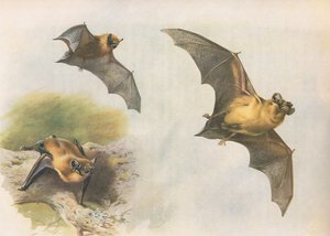 Dwergvleermuis of gewone vleermuis, uit Thorburns Zoogdieren gepubliceerd door Longmans and Co, ca. 1920