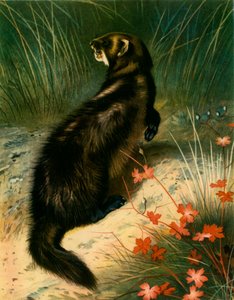 Bunzing, ca. 1905, 1943