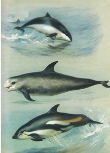 Bruinvis, Risso
