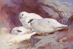 Sneeuwhoen (mannetje en vrouwtje, winter) door Archibald Thorburn