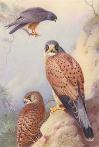 Roodpootvalk, Torenvalk (mannetje en vrouwtje) door Archibald Thorburn
