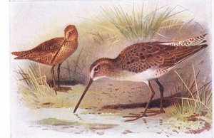Roodborststrandloper, uit Birds of the British Isles and Their Eggs gepubliceerd door Frederick Warne & Co Ltd, 1958