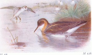 Roodhalsfalarope (zomer en herfst), uit Birds of the British Isles and Their Eggs gepubliceerd door Frederick Warne & Co Ltd, 1958 door Archibald Thorburn